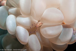 BD-111129-Raja-Ampat-5556-Plerogyra-sinuosa-(Dana.-1846)-[Rounded-bubblegum-coral],-Vir-colemani.-Bruce.-2003-[Colemans-Bubble-Coral-Shrimp.-Blåskorallräka].jpg